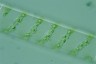 Spirogyra