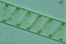 Spirogyra