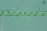 Spirogyra