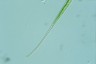 Closterium setaceum