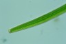 Closterium angustatum