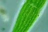 Closterium lunula