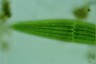 Closterium lunula