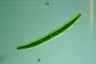 Closterium baillyanum