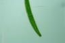 Closterium baillyanum