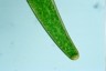 Closterium baillyanum