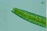 Closterium baillyanum