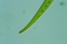 Closterium ralfsii