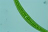 Closterium rostratum