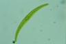 Closterium rostratum