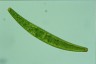 Closterium costatum