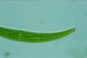 Closterium rostratum