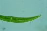 Closterium rostratum