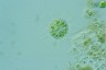 Acanthocystis penardi