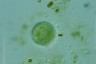 Acanthocystis