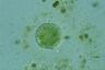 Acanthocystis