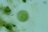 Acanthocystis