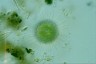 Acanthocystis