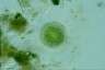 Acanthocystis