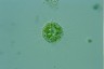 Acanthocystis