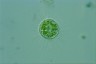 Acanthocystis