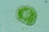 Acanthocystis turfacea