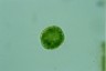 Acanthocystis