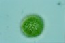 Acanthocystis