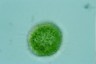 Acanthocystis