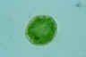 Acanthocystis