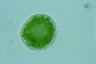 Acanthocystis