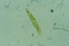 Euglena