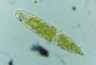 Euglena