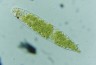 Euglena