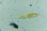 Euglena