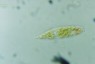 Euglena