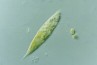 Euglena