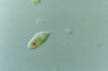 Euglena