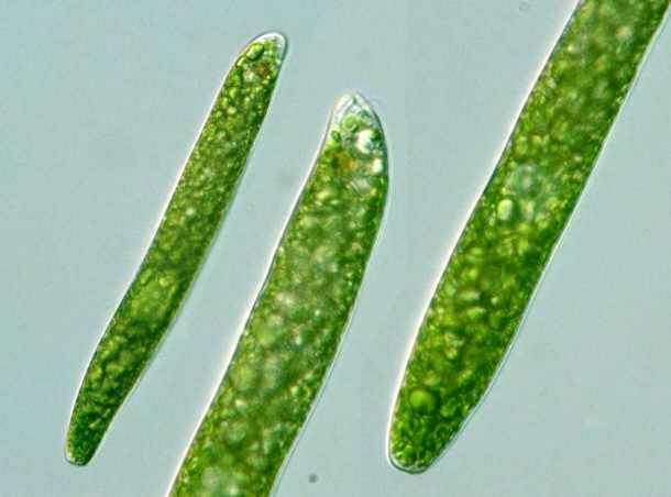 Euglena ehrenbergii