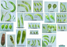 Euglena