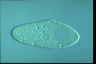 Paramecium caudatum, augogamy