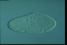 Paramecium caudatum, augogamy