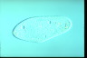 Paramecium caudatum, augogamy