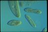 Paramecium trichium