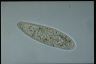 Paramecium multimicronucleatum