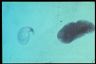 Paramecium caudatum