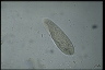 Paramecium polycaryum