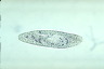 Paramecium caudatum