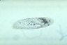 Paramecium caudatum