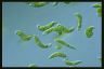 Euglena